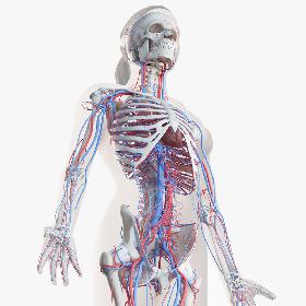 Female Skin, Skeleton And Vascular System model